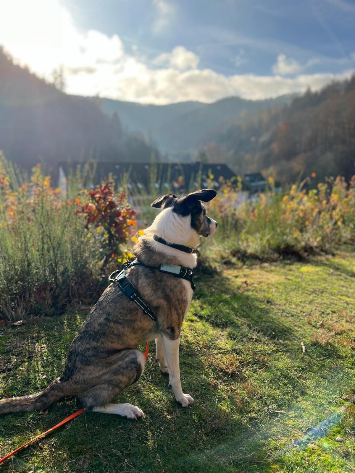 Vor Lauter Baeumen B&B Zorge Bagian luar foto